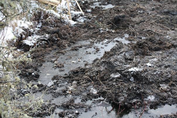 saturated - but not inundated peat surface Establish