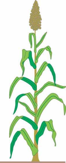 Criteria for selecting sorghum cultivars Type corresponding to the intended use Adapted to local growing conditions Tolerance to the main local pests and diseases like leaf diseases, green bugs,