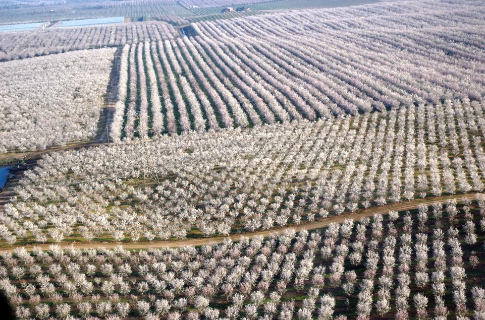 1M Acres of Almonds in