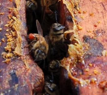 Breeding programs for bees natural