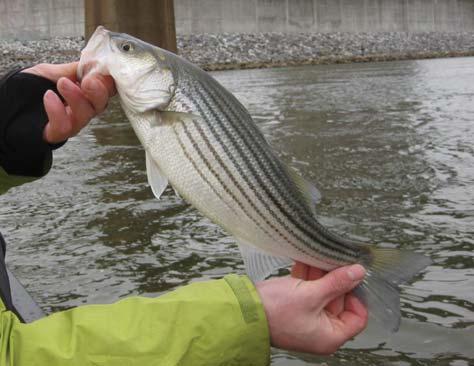 Striped Bass: 67% ( 9% 2-Year Change) During the 197s and 198s, pollution, overfishing and habitat loss decimated striped bass (rockfish) populations along the Atlantic coast including those that