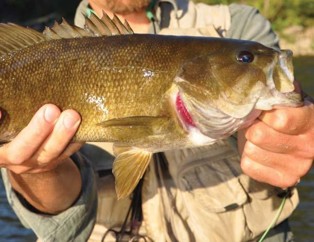 Smallmouth Bass: 53% (+4% 2-Year Change) Studies have shown a marked decline in the populations of this extremely popular recreational fish since the mid- 2s.