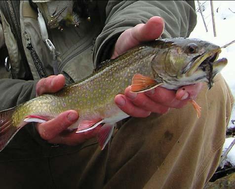 Today, healthy populations are found in only 9 stream systems and there are 3 streams in which brook trout are no longer found.
