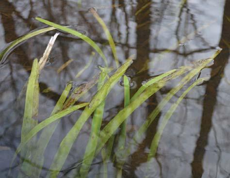 Underwater Grasses: 55% (+6% 2-Year Change) Underwater grasses are continuing to increase, especially in the tidal