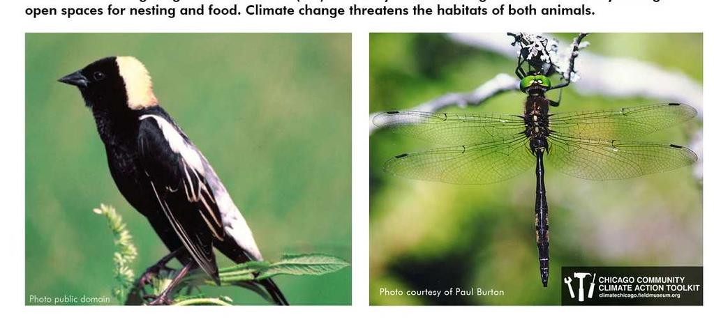 11. HOW WILL CLIMATE CHANGE ALTER LIFE HERE FOR PLANTS AND ANIMALS?