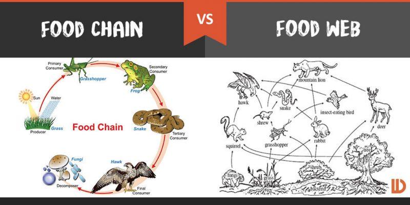 Flows of energy through an ecosystem Food chains vs.