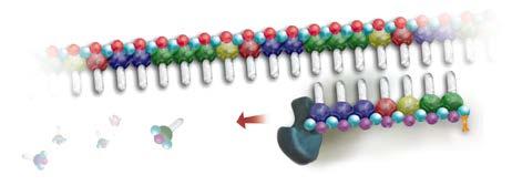Reverse Transcription - Step 2 rtth DNA Polymerase