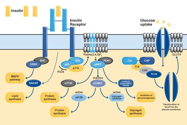 Insulin signalling pathway affecting RFIs via glucose and lipid metabolism??? Saltiel AR & Kahn CR. Insulin signalling and the regulation of glucose and lipid metabolism.
