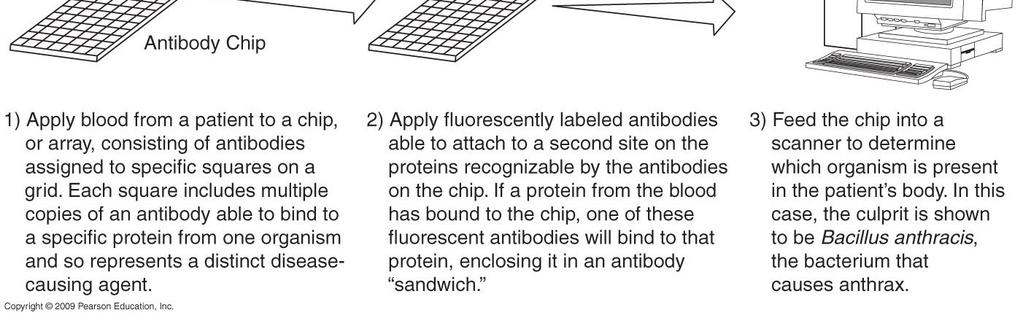 Protein microarray for