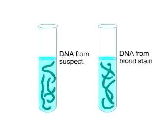 Gel Electrophoresis DNA fragments are placed on a