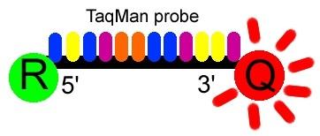 TaqMan probes The TaqMan probe remains quenched until