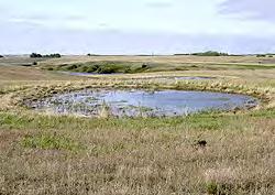 Ephemeral Wetlands Important & critical in many parts of the world Alberta: Wet spots on prairie & fields Considered a