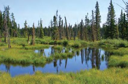 Wetlands are Alberta s Keystone Ecosystem Locky, D.A. 2011.