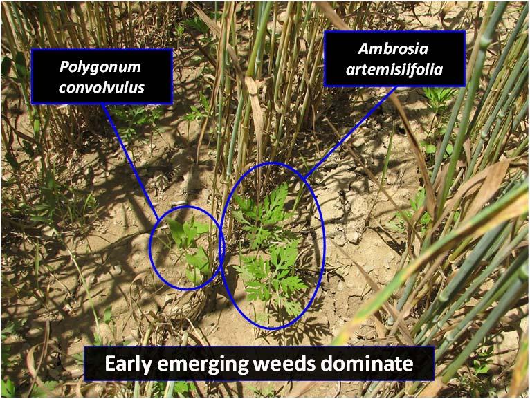 Increasing seeding rate did not increase cereal rye biomass Ground cover important predicator of weed biomass Weed biomass (g m -1 ) 300 200 100 0 However, it did decrease weed biomass A AB 90 150