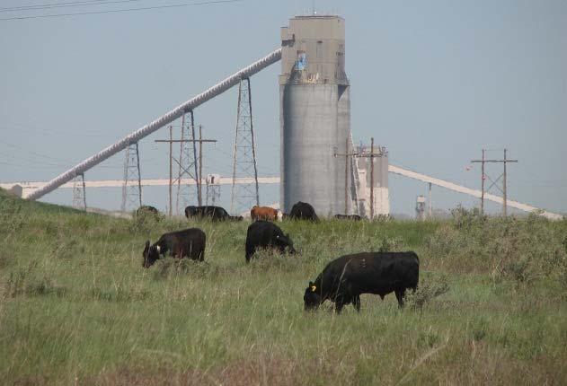 Cattle graze on reclaimed mine lands in