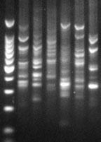PCR Amplification of Purified DNA with RAPD Analysis To illustrate the quality of plant genomic DNA isolated with the Wizard System, we analyzed DNA purified from canola leaf.