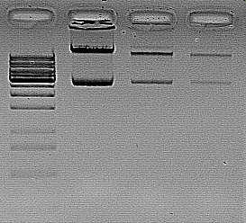 Scalable DNA Isolation from Bacteria Bacteria cells 10 2 10 4 10 9 Lysis & Binding Buffer SiMAG-DNA 250 µl 25 µl 50 µl 100 µl Wash Buffer I 2x 500 µl Wash Buffer II 1x 500 µl Wash Buffer III 1x