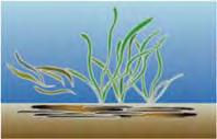 A carbon captured by ocean and coastal ecosystems (mangrove forests, eelgrass forests, salt marsh) It s expected as a new method of global warming