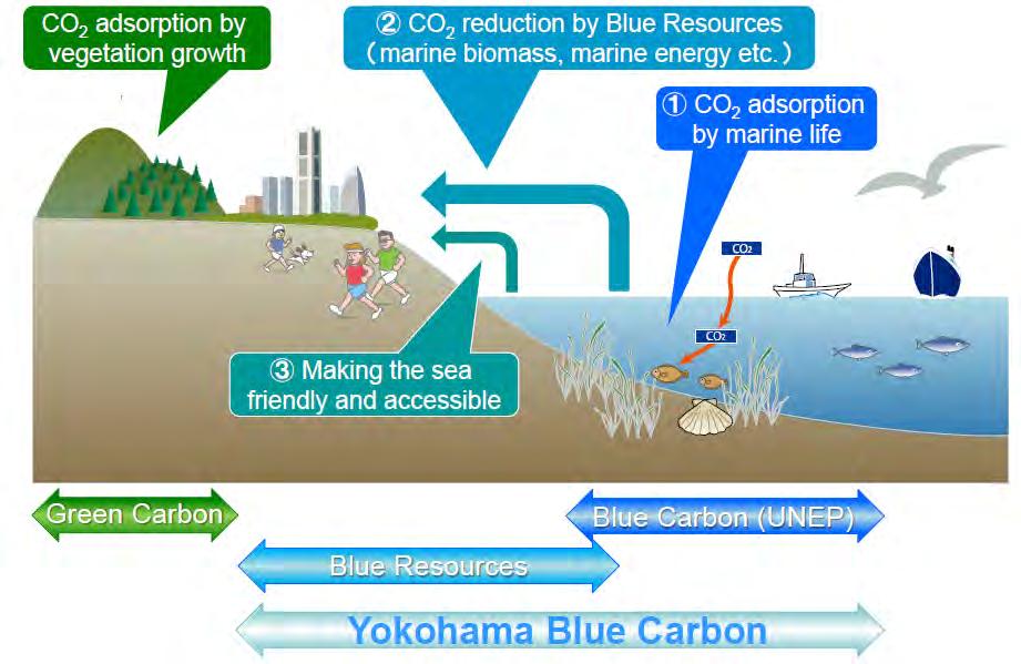Framework of Yokohama Blue Carbon Project Yokohama Blue Carbon Project (YBCP) = Blue Carbon + Blue Resources + Promoting of Sea-friendly