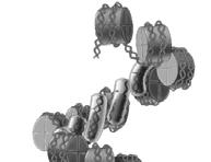 Fig 19.24 Structure of chicken nucleosome core particle B.