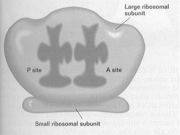ribosomal subunits, and the first trna bind together - Once a complete ribosome has been formed, the codon in the vacant and is ready to receive the next trna - A trna molecule with the complementary