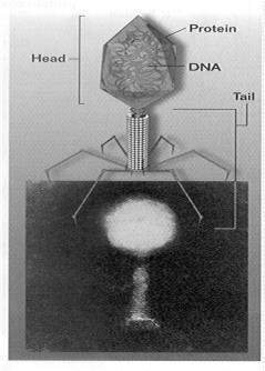 Avery - In 1944, Oswald Avery and co-workers demonstrated that DNA was responsible for transformation - They showed that the activity of the material responsible for transformation was not affected