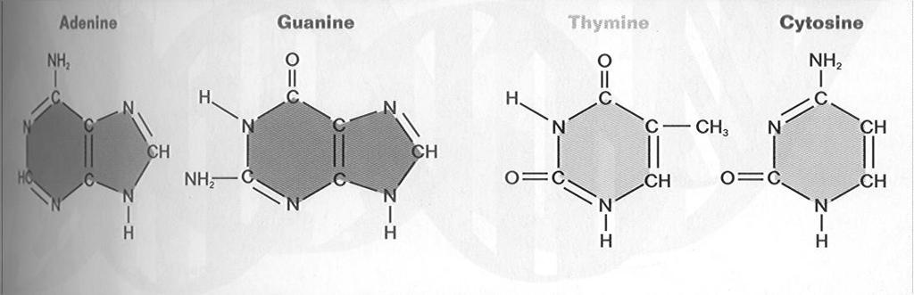 Purines Pyrimidines - In 1949, Erwin Chargaff made an interesting observation about DNA - He observed from his data that the amount of adenine always equals the amount of thymine and the amount of