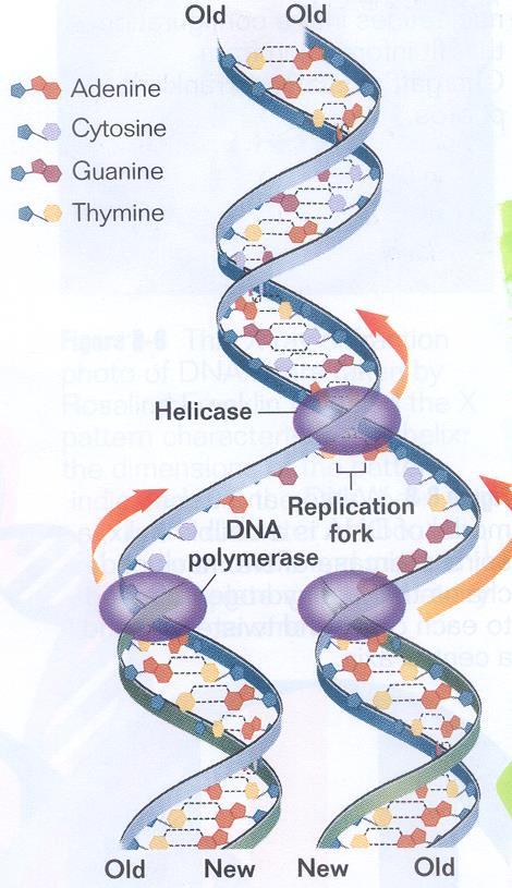 - Once a DNA polymerase has begun adding nucleotides the enzyme remains attached until it reaches a signal that tells it to detach - Replication does not begin at one end of the DNA molecule and end