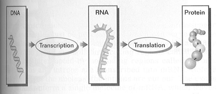 1) messenger RNA (mrna) 2) ribosomal RNA (rrna) 3) transfer RNA (trna) - Messenger RNA is an RNA copy of a gene used as a blueprint for a protein - When a cell needs a particular protein, a specific