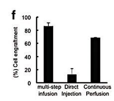 Recellularization Direct parenchymal injection Continuous perfusion Multistep infusion Direct injections into different lobes Cells