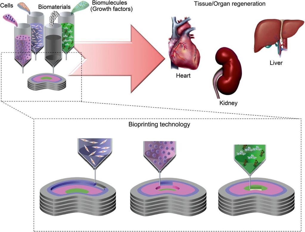Organ Bioprinting Seol et al.