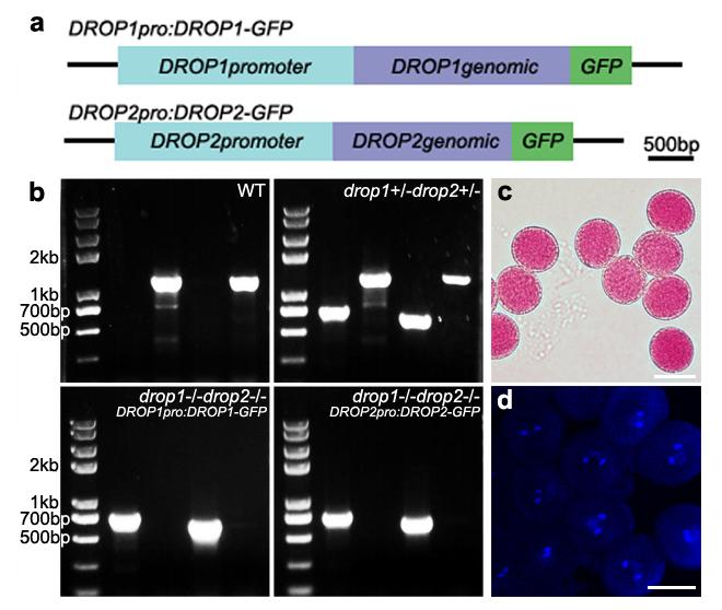 Supplementary Fig 2 drop1-/- drop2-/- double mutants can be fully rescued by DROP1pro:DROP1-GFP and DROP2pro:DROP2-GFP. a, Schematics of complementation constructs.