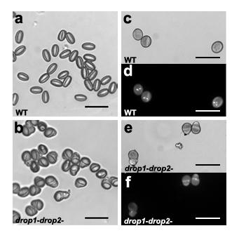 Supplementary Fig 5 DAPI-staining of manually-picked drop1- drop2- pollen grains. a, b, Manually-picked wild-type (a) and drop1- drop2- pollen grains (b).