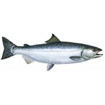 Adult salmon score differences between protocols 30 25 20 15 10 5 0 28 27 Salmon (SNIFFER 0) 1 0 0 30 25 20 15 10 5 0 25 Salmon