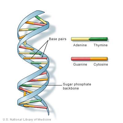 Background information DNA, or deoxyribonucleic acid, is the hereditary material in humans and almost all other organisms, including plants, fungi, animals, and bacteria.