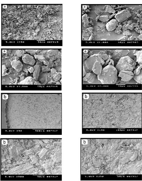 147 4.5.2.6 Scanning Electron Microscopy (SEM) studies Surface morphology of sublingual rizatriptan formulation and standard rizatriptan were examined by Scanning Electron Microscopy (Figure-4.7).