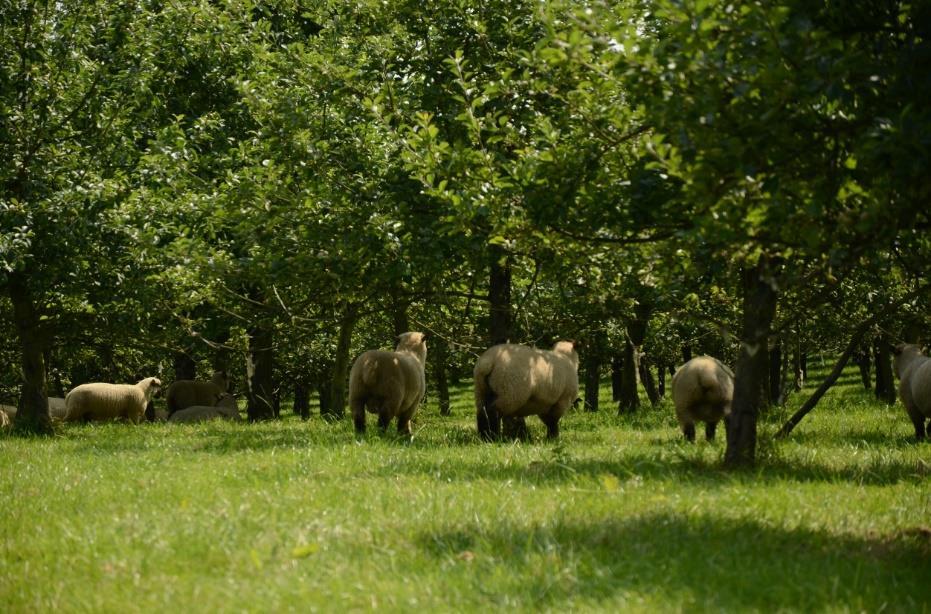 Initial Stakeholder Meeting Report Grazed Orchards in France Work-package 3: Agroforestry for high value trees Specific group: Grazed orchards in France Date of meeting: 31 July 2014 Date of report:
