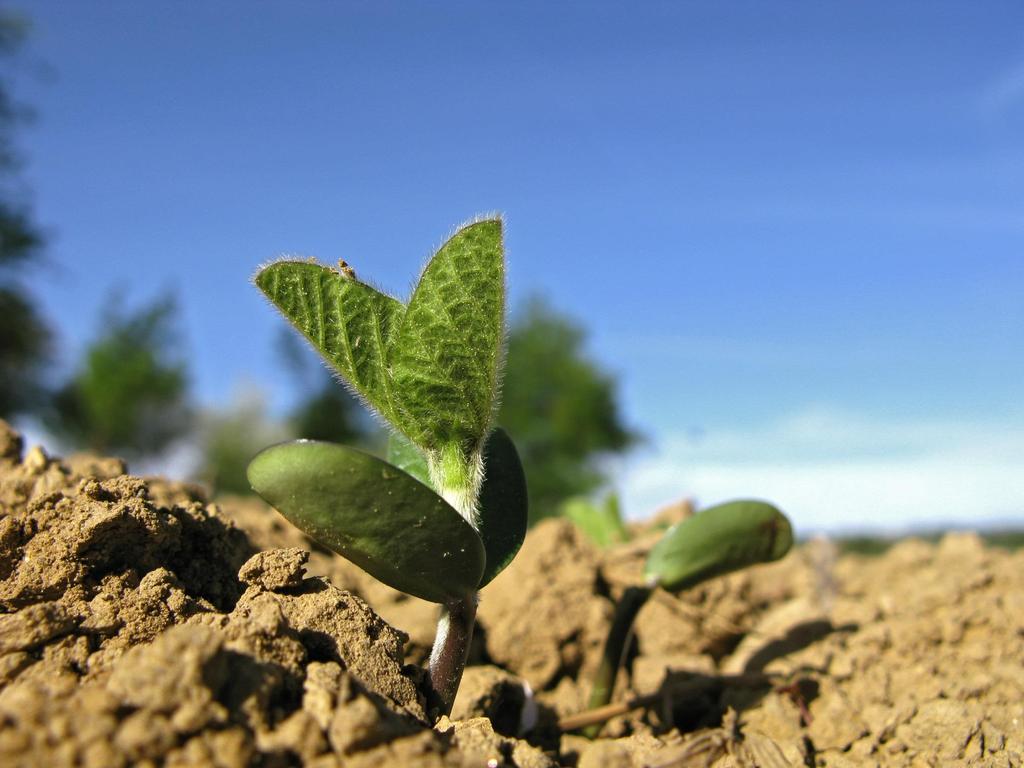 BASF Agricultural Solutions Titelmasterformat durch Klicken bearbeiten Markus Heldt President Crop Protection Division