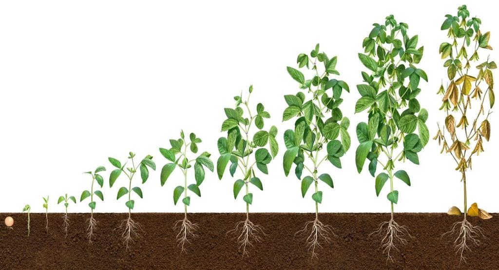 Portfolio development Functional Crop Care Seed Solutions Seed treatment to enhance seed performance Crop Care Products to manage abiotic stress factors (heat, cold, nutrient