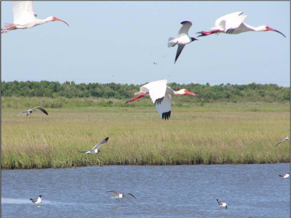 Environmental Flows for the Galveston Bay Estuary Scott A.
