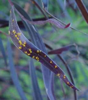 Outline Puccinia psidii a brief introduction Biosecurity system in Australia Australian