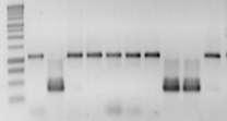 Highly sensitive nested PCR test IAC P. psidii The nested PCR can detect as few as 4 spores on a leaf sample.
