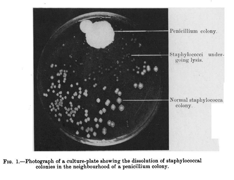 Antibiotic production Penicillin famously discovered by Alexander Fleming.