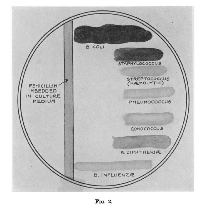 Antibiotic production Penicillin famously discovered by Alexander Fleming.