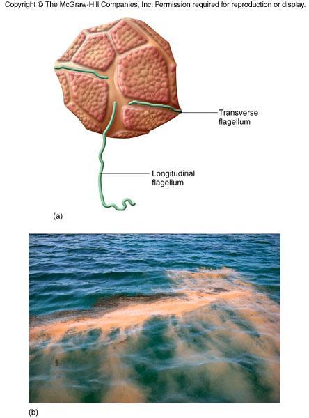 Upwelling in the ocean can result in increased microbial activity of toxin