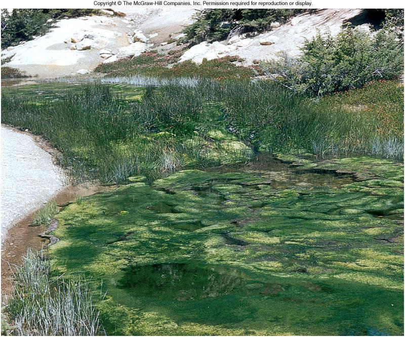 Excess nutrients and warm pond water can result in eutrophication or blooms, which is the heavy growth of algae resulting