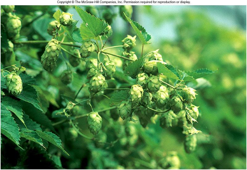 Hops is boiled with wort in order to remove bitter acids and resins,