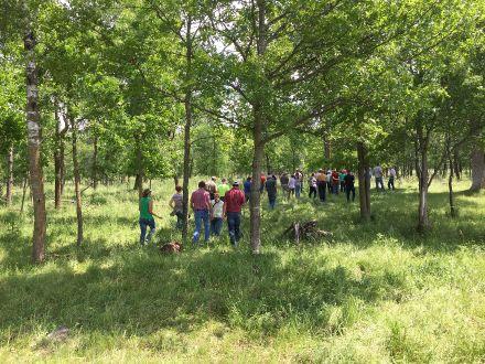 Silvopasture Pasture into trees: Research Minnesota