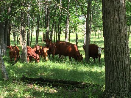 Compares forest grazing, silvopasture, and open pasture