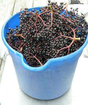 SARE Farmer/Rancher Grant Direct Marketing Non-Traditional Perennial Berry Varieties: This project addressed marketing challenges for elderberry, currants,